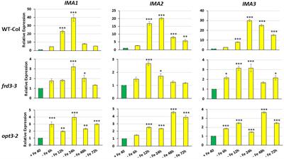 A shoot derived long distance iron signal may act upstream of the IMA peptides in the regulation of Fe deficiency responses in Arabidopsis thaliana roots